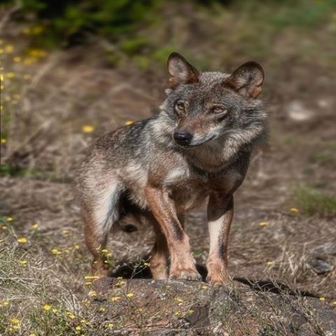 Affiche : Atelier "Loup y es-tu ?" avec le muséum d'histoire naturelle, Bibliothèque Jean de La Ville de Mirmont, 7 nov.