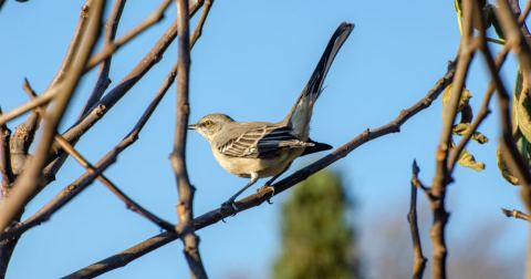 Poster: Fall Birding, Wave Hill, Nov 8