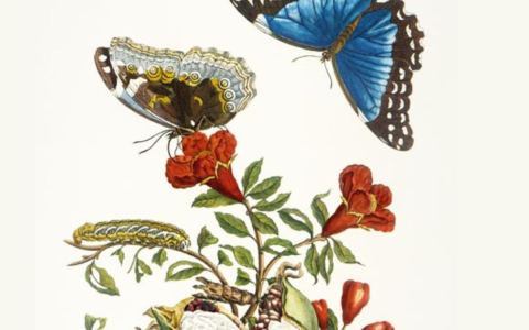 Affiche : Exposition Anna Maria Sibylla Merian, Bibliothèque Colette Vivier, 15 sept.