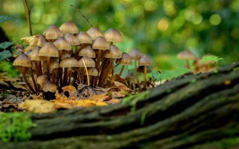 Poster: A la découverte des champignons du Parc Floral de Paris, Bibliothèque de la Maison Paris Nature, Nov 4