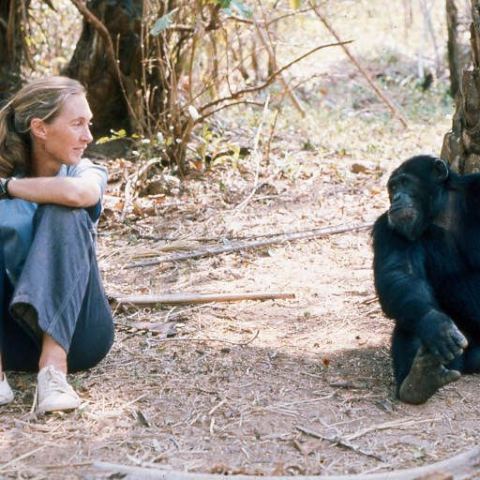 Affiche : Jane Goodall - Une parole pour l'histoire, un message de paix et d'espoir, Bibliothèque Jean de La Ville de Mirmont, 1 oct.