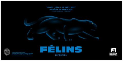Affiche : Exposition Félins, Muséum de Bordeaux - sciences et nature, 10 oct.