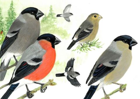 Affiche : Dessins d'oiseaux, le trait talentueux d'Hermann Heinzel, Les Jardins du Muséum à Borderouge, 6 juin