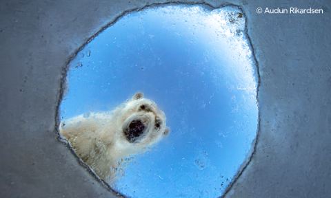 Poster: Wildlife Photographer of the Year, Natural History Museum, Oct 16