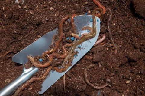 Affiche : Les petits travaux du jardin, Maison du jardinier et de la nature en ville, 29 oct.
