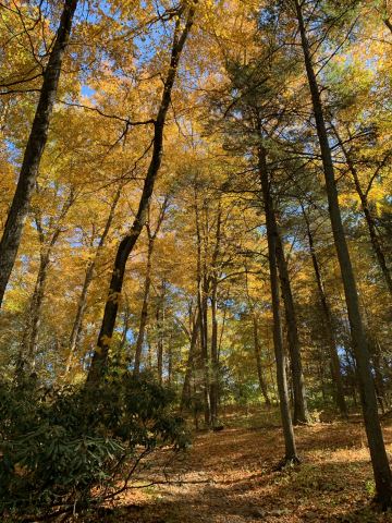 Poster: Fred Elser First Sunday Science: Where the Forest Meets the Sea: The Importance of Connecticut’s Coastal Trees, Bruce Museum, Nov 1