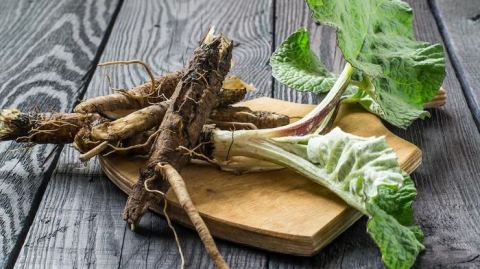 Affiche : Atelier gourmand : du minéral au végétal, de la terre à l'assiette, Les Jardins du Muséum à Borderouge, 7 nov.