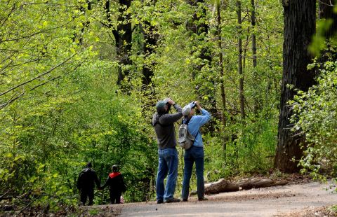 Poster: Birdwatching: First Sunday Outings, Prospect Park (Prospect Park Alliance), Nov 1