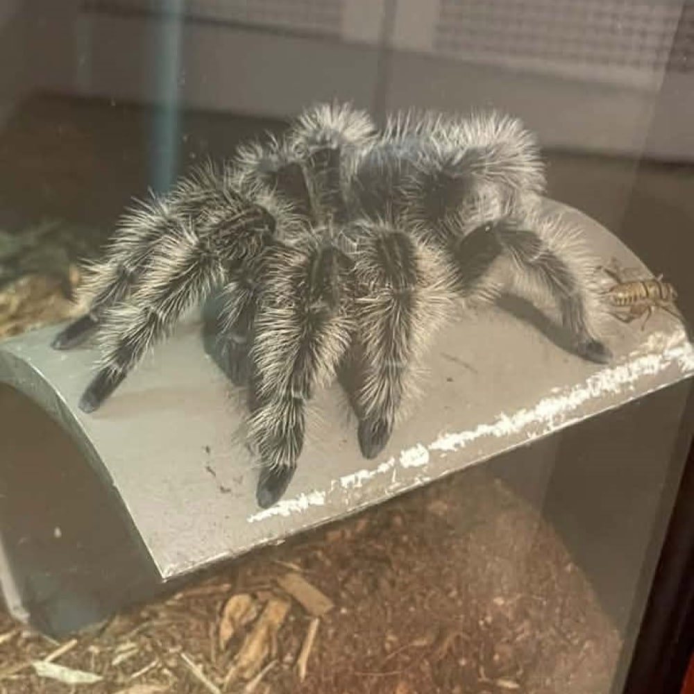 Poster: Drop In: Tarantula Feeding!