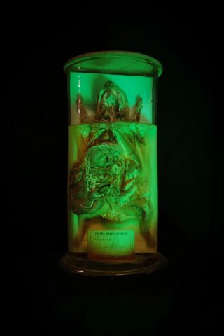 Affiche : Le MOBE fête Halloween, Muséum d'Orléans pour la biodiversité et l'environnement (MOBE), 30 oct.
