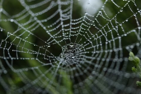 Poster: Bruce Beginnings Junior: Spider Webs, Bruce Museum, Oct 28