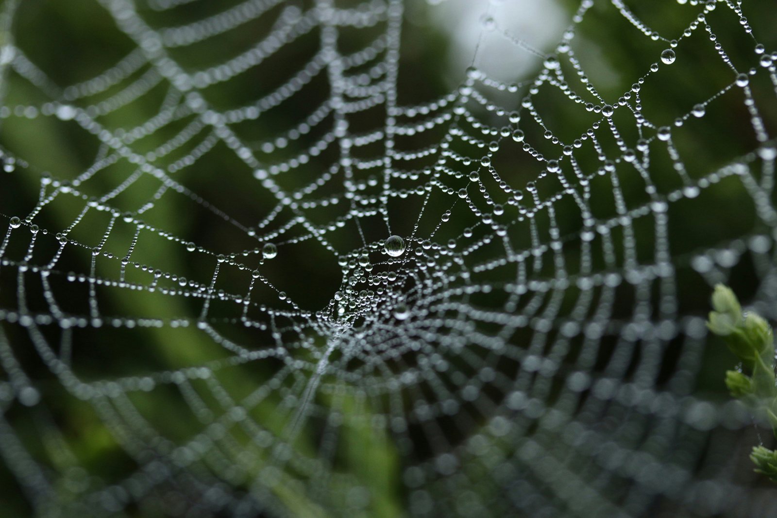 Poster: Bruce Beginnings Junior: Spider Webs