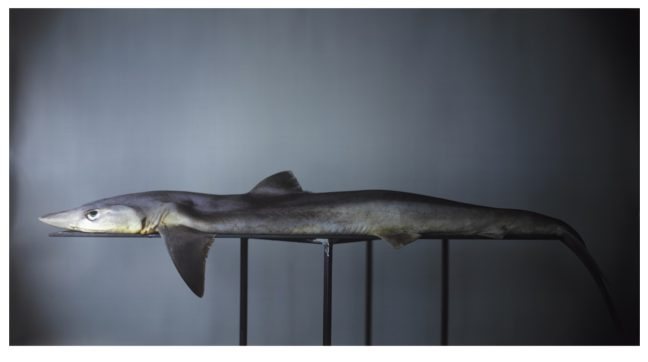 Poster: Viewpoints: Shark by Richard Learoyd