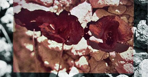 Cartel: Exposició 'El que s’esborra no es pot esborrar. L’art de sobreviure en temps de genocidi', La Capella, 22 oct
