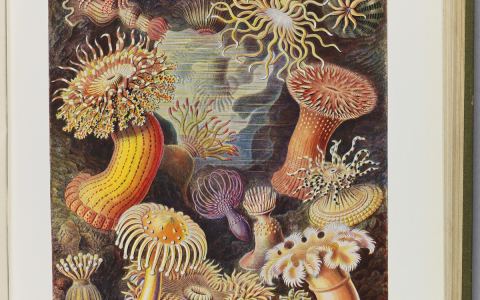 Affiche : L'appel des profondeurs. Une aventure sous les mers de l'Antiquité à nos jours, Musée de l'Homme, 14 oct.