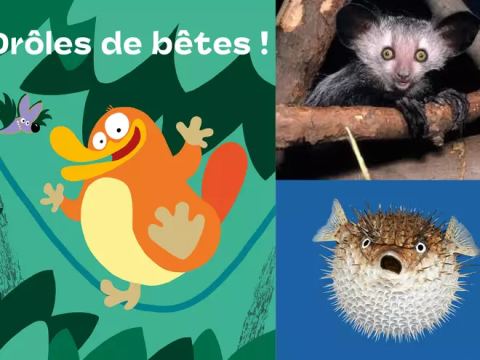 Affiche : Drôles de bêtes, Muséum d'histoire naturelle de Tours, 15 oct.
