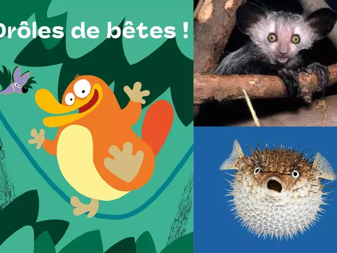 Affiche : Drôles de bêtes