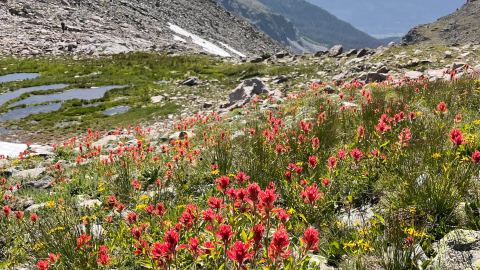 Poster: Chasing the Melting Snow: Conserving Alpines in a Short Alpine Summer with Mike Kintgen, Santa Fe Botanical Garden, Nov 5