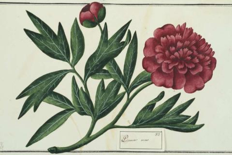 Poster: Giardini. L’arte di vivere la natura nel Settecento, Palazzo Madama – Museo Civico d'Arte Antica, Jul 15