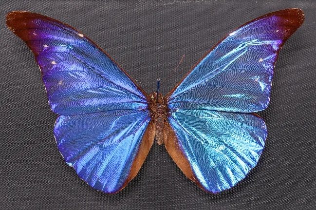 Poster: Le carnaval des insectes