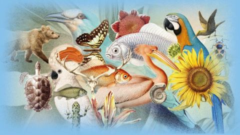 Poster: Atelier "Représenter la nature ? Pas si simple..." en lien avec l'exposition "Artistes au Muséum", Muséum national d'histoire naturelle – Jardin des Plantes, Nov 8