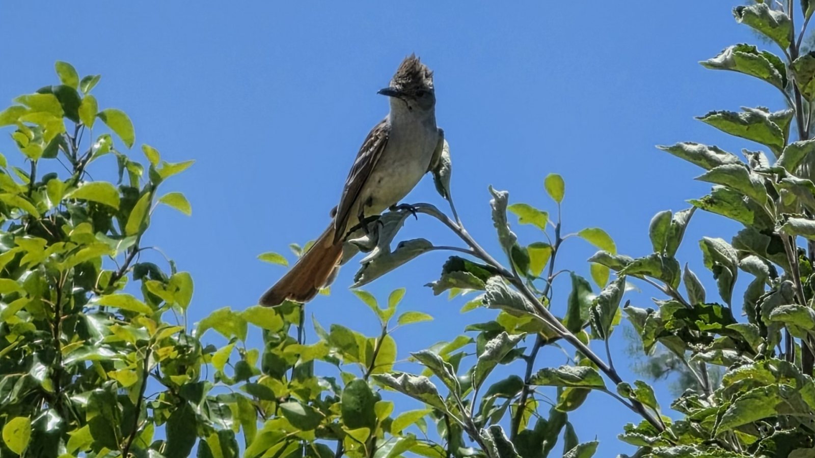 Poster: Garden Bird Walk