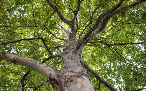 Affiche : Rallye arbres pour les plus jeunes, Bibliothèque de la Maison Paris Nature, 27 oct.
