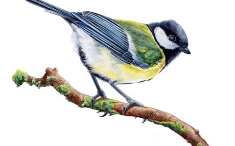 Affiche : Les oiseaux de chez nous : atelier de dessin naturaliste parents-enfants, Médiathèque Jean-Pierre Melville, 7 nov.