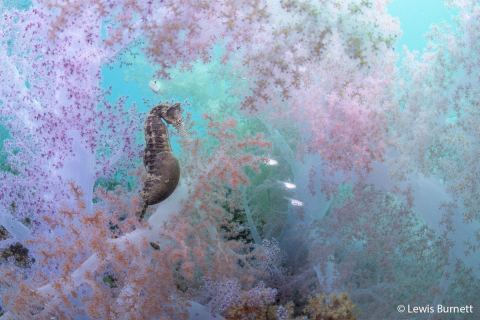 Poster: 2026 Australian Geographic Nature Photographer of the Year, Australian Museum, Oct 16