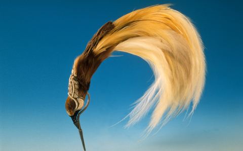 Affiche : Plumes du paradis. Voyages d'un oiseau extraordinaire de Nouvelle-Guinée, Musée du quai Branly – Jacques Chirac, 12 mai
