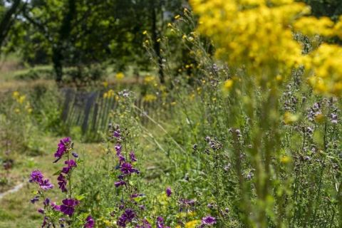 Affiche : Rafraîchir son jardin en évitant la déchèterie, Dans le jardin d'un particulier, 14 nov.