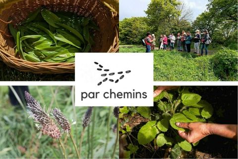 Affiche : Balade-découverte des plantes sauvages comestibles, Prairies Saint Martin ou Prévalaye (en fonction des dates), 28 sept.