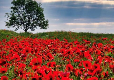 Poster: REMEMBRANCE DAY, Bushwakker Brewpub, Nov 11
