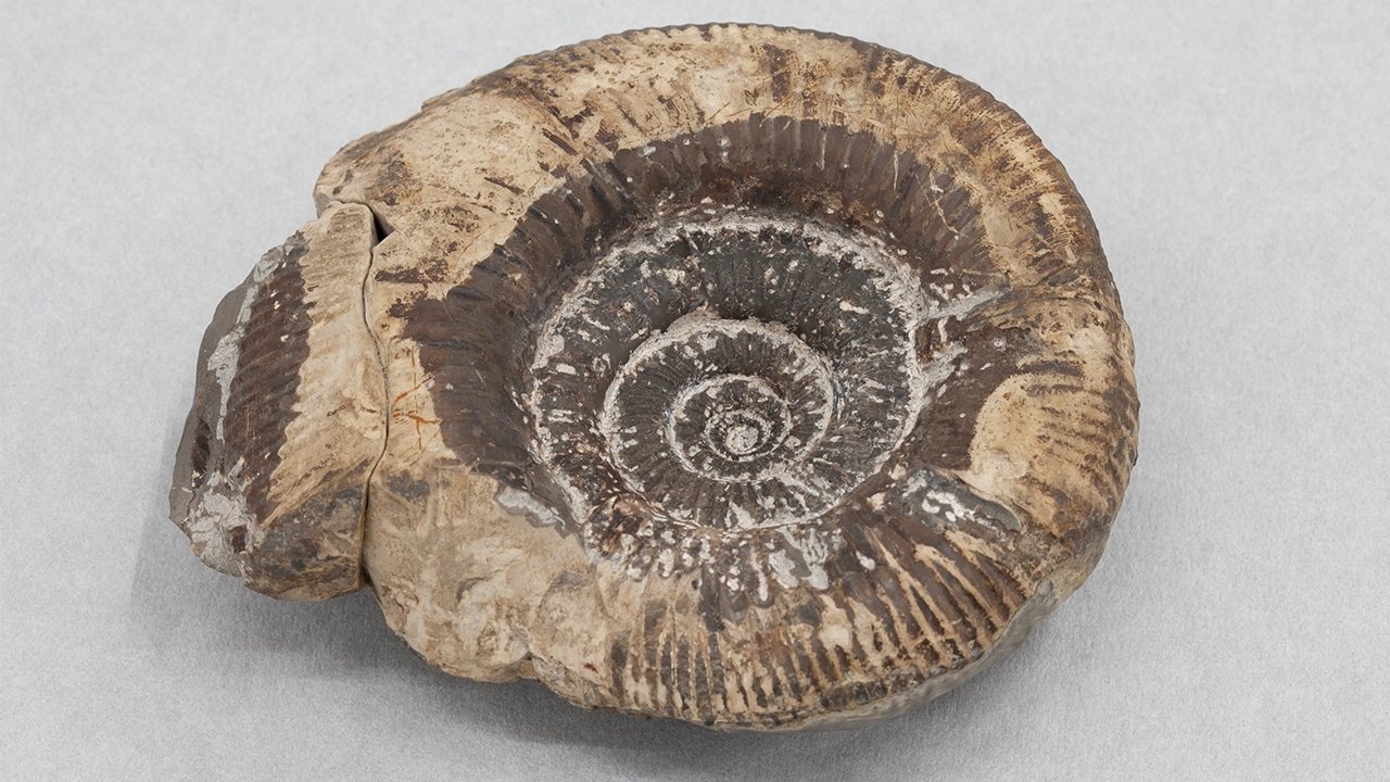 Poster: Fossil Finds