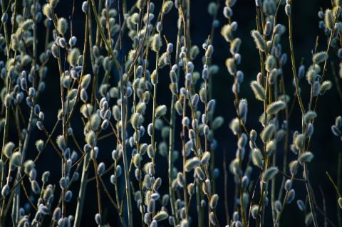Juliste: Art exhibition: Valeria Azovskaya - Blooming under pressure, Kallion kirjasto, 2.10.